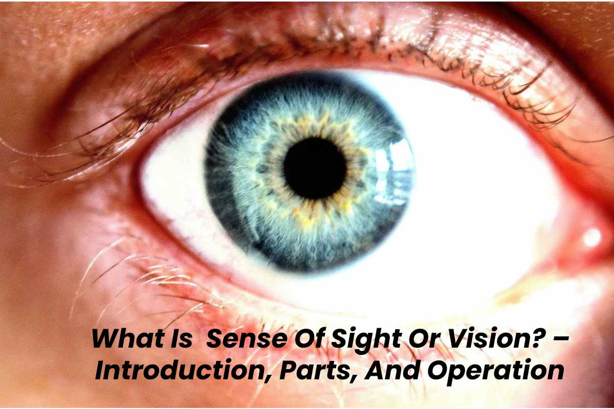 What Is Sense Of Sight Or Vision Introduction Parts And Operation